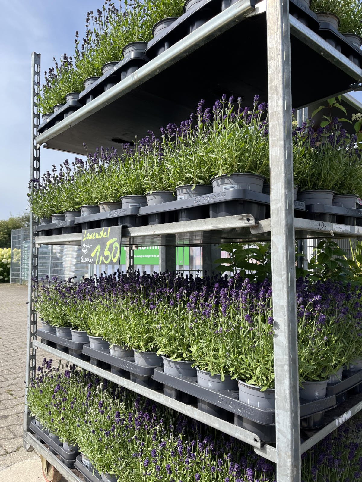 Lavendel, 13er Topf, 1,50