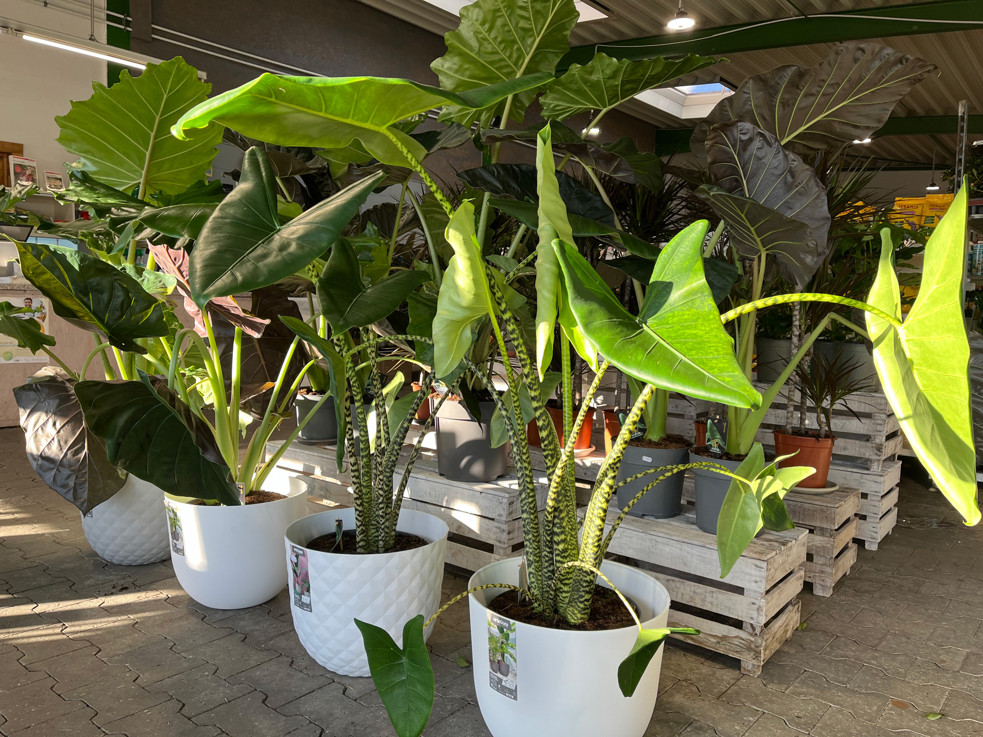 Alocasia zebrina, große Zimmerpflanzen