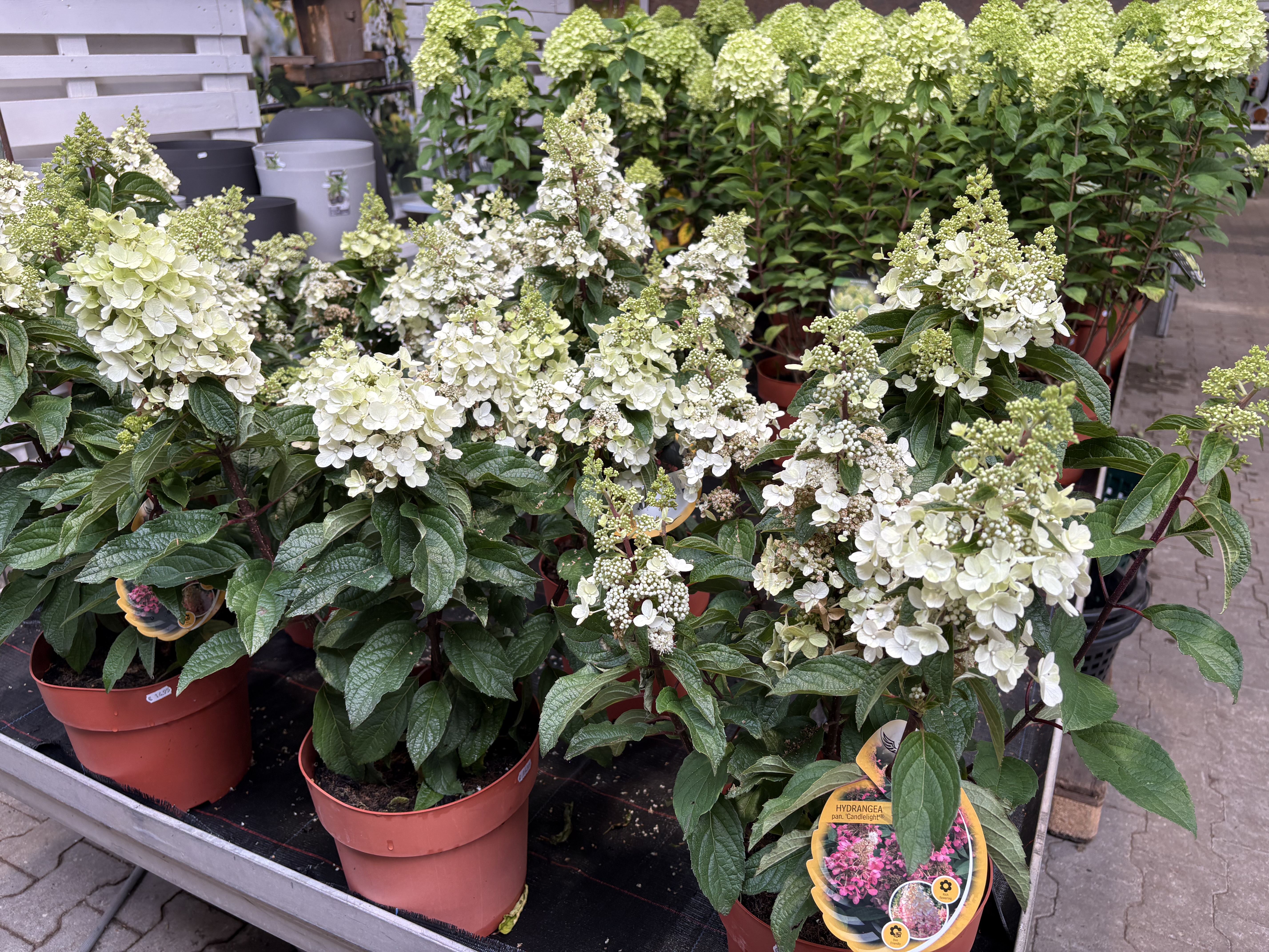 Landmarkt Lentzen: Hydrangea paniculata 'Candlelight'