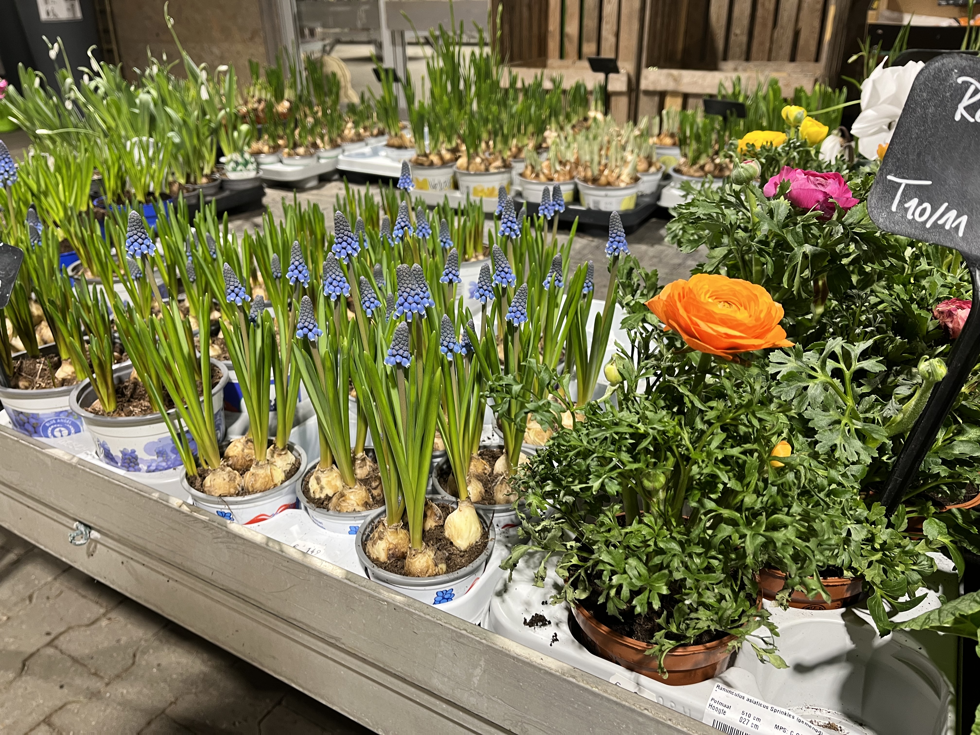 Frühblüher Ranunkeln und Traubenhyazinthen