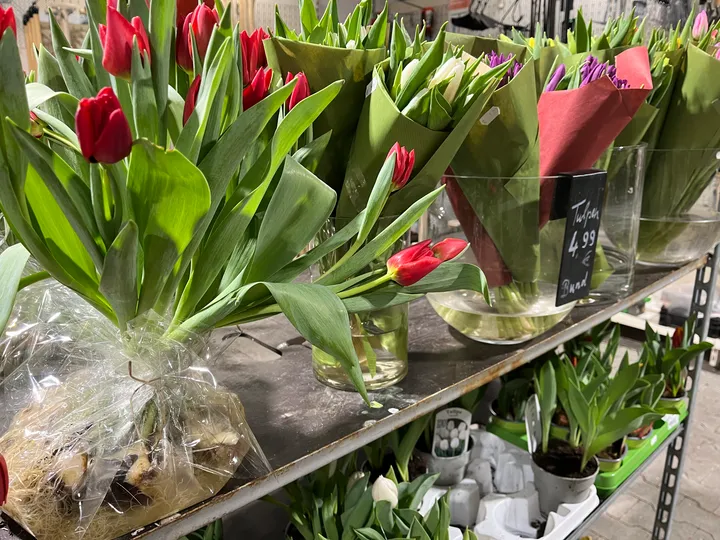 Strauß mit Tulpenknollen