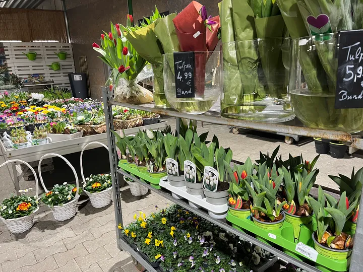 Tulpen, getopft oder Schnittblumen