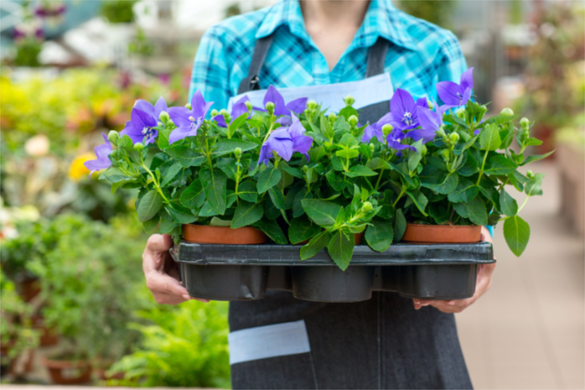 Landmarkt, Titel: weiße Krokusse im Eis